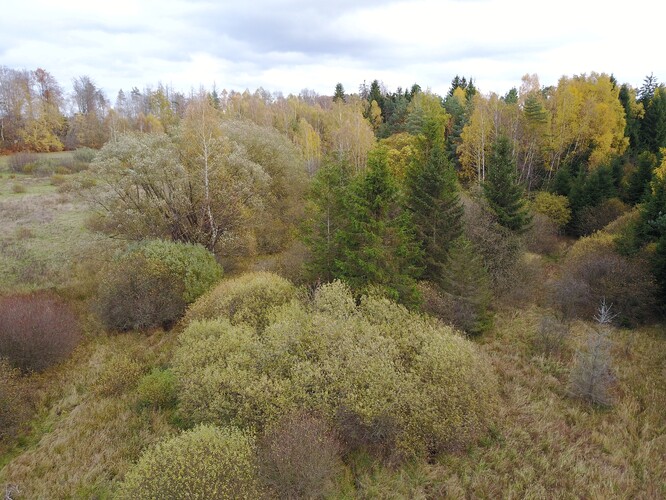 Součástí pozemků je ale i řídký les s poměrně pestrou skladbou stromů.