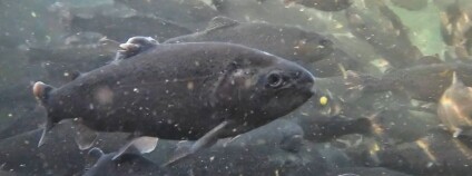 Foto: Compassion in World Farming