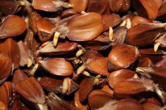 Naklíčená bukvice