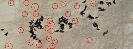 Foto: Ocean Conservation Namibia / Facebook