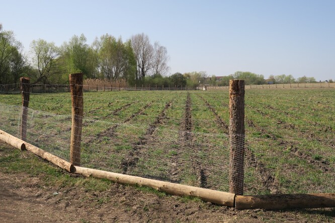 Nově vysazené lesy musí být oploceny. Jinak je sežere vysoká.