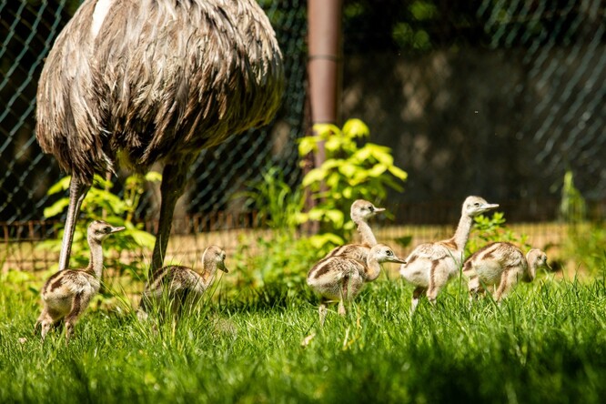 U nanduů pampových obstarává péči o potomstvo výhradně samec, včetně inkubace vajec.