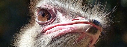 nandu Foto: Gustavo Durán Flickr