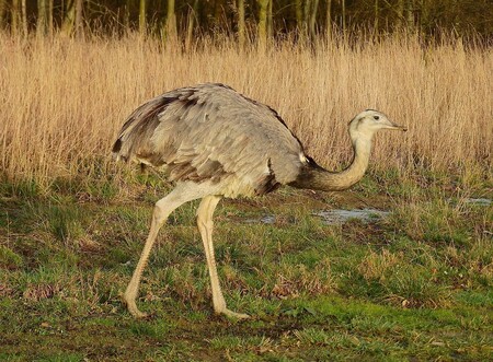Nanduové jsou otužilí ptáci a naše mírná středoevropská zima jim nečiní potíže