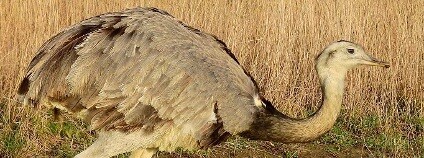 Nandu pampový v české krajině Foto: Jaroslav Vaněk