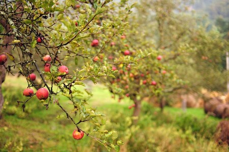V Praze je překvapivě hodně ovocných stromů a sadů.