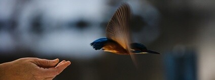 Ledňáček Foto: Luboš Vaněk ČSOP