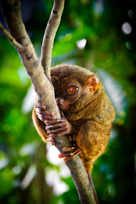 Nártoun váží zhruba 110 až 140 gramů a svou velikostí se řadí mezi nejmenší primáty na světě. Jméno dostal podle nezvykle prodloužených zánártních kostí. Díky pohyblivé krční páteři mohou nártouni při sledování své kořisti otáčet hlavu o 180 stupňů na každou stranu, aniž pohnou tělem.