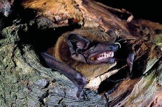 Netopýr rezavý překryje křídly obě vaše dlaně.