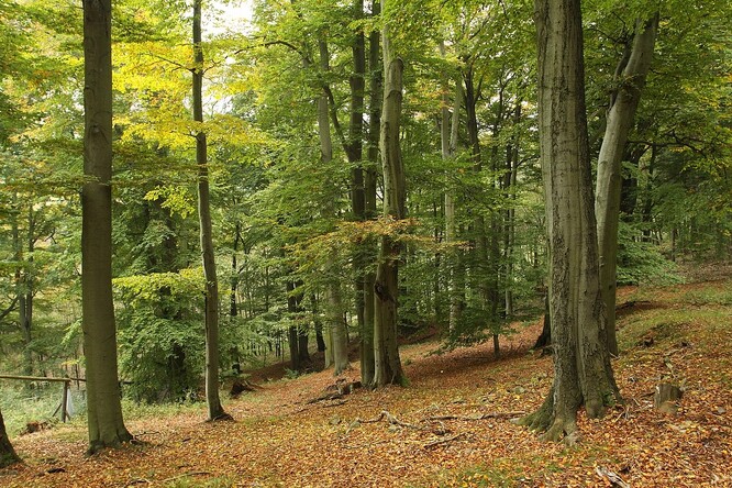 Souhlas s těžbou dřeva by se měl týkat lokalit Vlčí důl a Lomské údolí, kudy vedou turistické stezky.