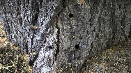 Někdo do stromů navrtal díry. Jde o trestný čin poškození cizí věci.