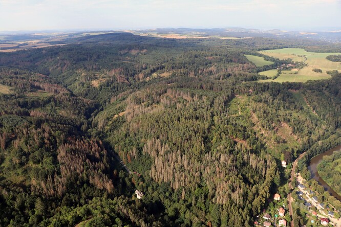 Míst, kde dospělé porosty a značná část mladých smrkových porostů odumřela, postupně přibývá.