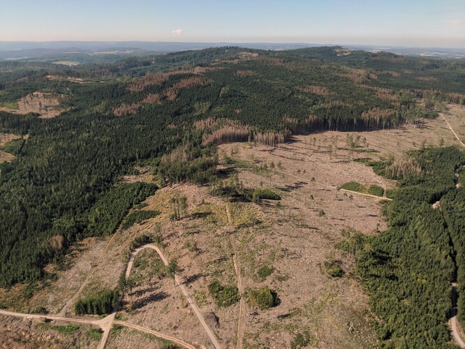 V těchto dnech postupně končí letová aktivita lýkožrouta smrkového.