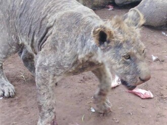 Zvíře ve špatném stavu v chovné stanici.