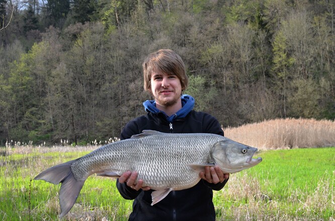 Největší označený bolen na Želivce měří 86 cm a váží 6,5 kg. Drží jej doktorský student Daniel Bartoň.