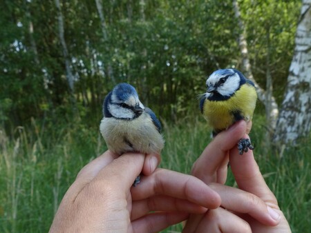 Terénní zooložka Zoo Ostrava Markéta Ticháčková při pravidelném jarním kroužkování ptáků na Českolipsku odchytila netradičně zbarvenou sýkoru. Bližší určení ukázalo, že se jednalo o netypicky světle zbarvenou modřinku, u nás jednu z nejběžnějších sýkor.