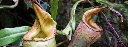 Foto: Martin Dančák www.zurnal.upol.cz