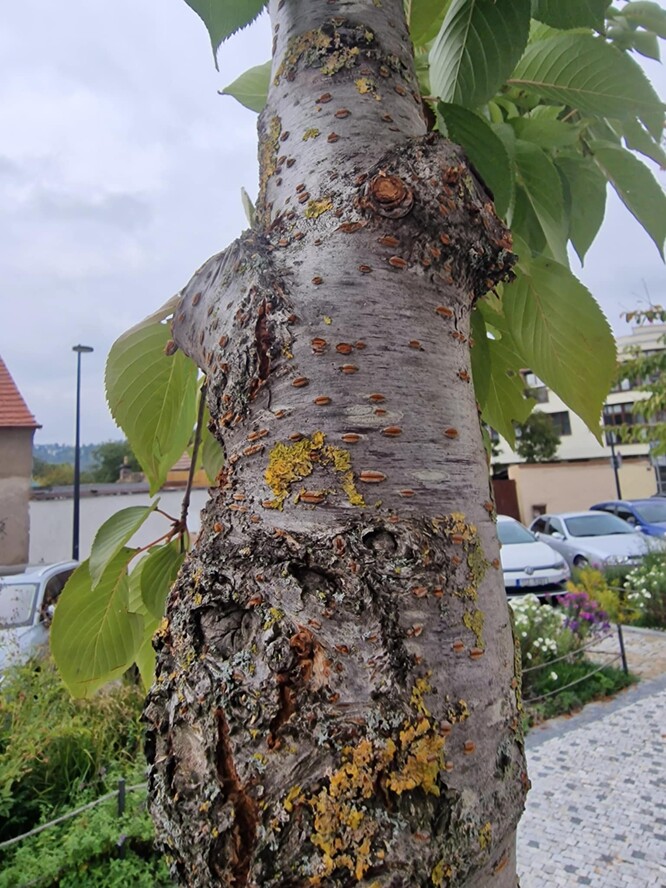 Rána odhojená tvaruje kmen. V průběhu času se kmen srovná a rána bude sotva patrná. Rána loňská vpravo nahoře a čerstvá vlevo. Najít správný úhel pro co nejkratší řez, který bude nejvýhodnější pro zavalení, tedy bude kopírovat větevní kroužek, je náročné, tady by se dalo mírně upravit úhel, podstatné je, že nedošlo k narušení větevního kroužku.