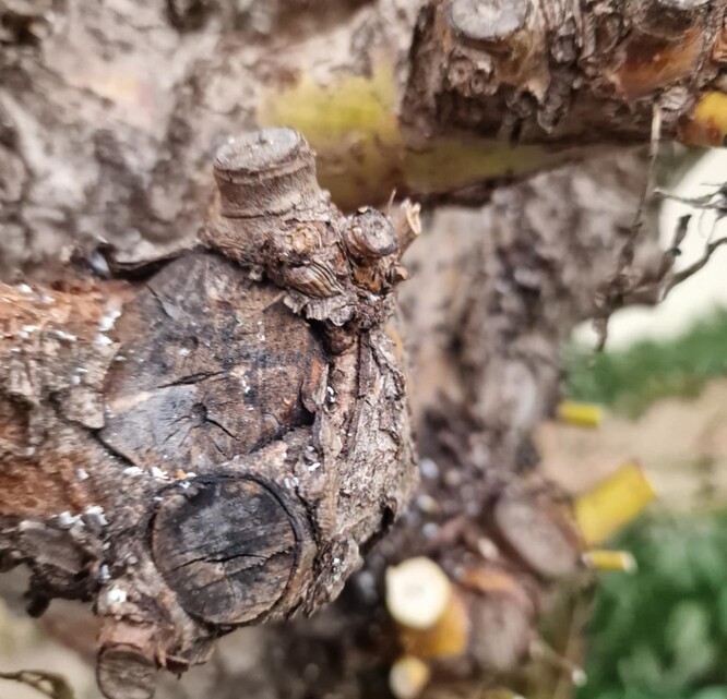 Odumřelá větev, která byla na severní straně stromu. Málo světla, zastínění vlastní korunou vydalo vrbě signál „sem se nevyplatí investovat“ a strom větev přirozeně odloučil. To je opět dlouhý proces a je vidět, jak už nezavaluje rány, ten drobný čípek vpravo, tenčí než tužka, je poslední letorost.