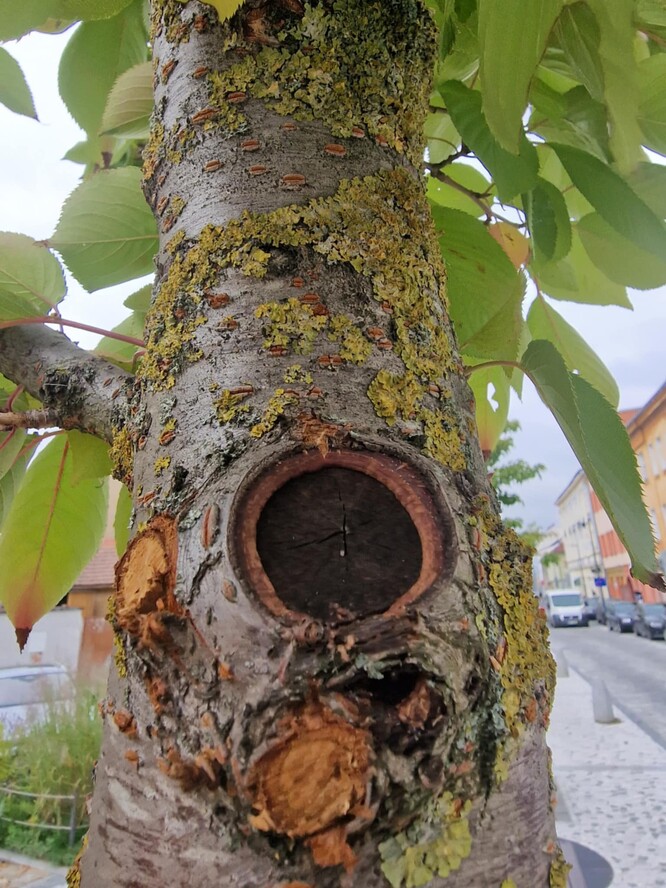 Letorosty v okolí se ponechávají, ale v čas odstraní, pomáhají vyživovat zával rány.