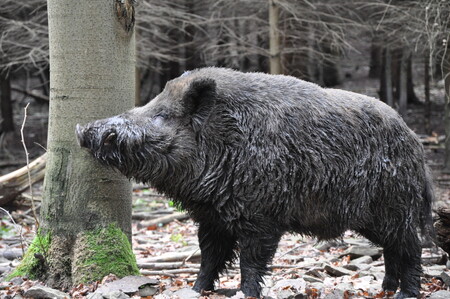 Praha 14 požádala myslivce o odstřel přemnožených divočáků, kteří ohrožují obyvatele.