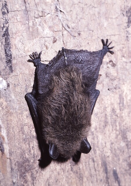 Mezi mrazem ohrožená zvířata patří i netopýři. Před zamrznutím je chrání vnitřní signalizační mechanismus. V tuhých mrazech se často probouzí ti, co nemají dobře izolované úkryty. Mráz je vzbudí a oni začnou být aktivní, v zimě si ale nenajdou potravu a bez lidské pomoci uhynou. / Ilustrační foto