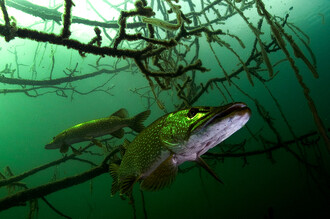 Potápění pod ledem přináší nejen adrenalin, ale zejména nevšední zážitky