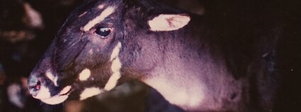 Saola (Pseudoryx nghetinhensis). Foto: © William Robichaud