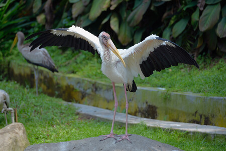 Nesyt bílý je pták příbuzný našich čápů