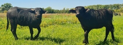 O největší slanisko v Česku se nově starají vodní buvoli. Foto: AOPK ČR