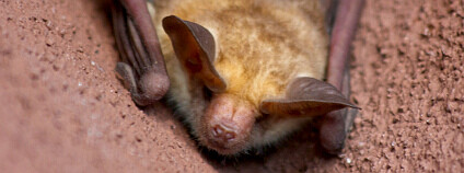 Netopýr pláštíkový (Antrozous pallidus). Foto: Minicooper93402/Flickr