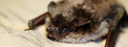 Ilustrační foto: Gilles San Martin/Flickr.com