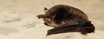 Netopýr vodní Foto: Gilles San Martin Flickr