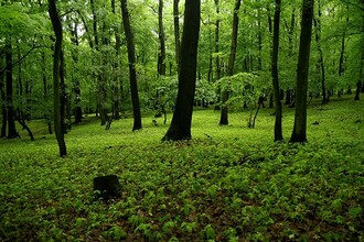 Netýkavka malokvětá, druh, který ze vzduchu mapovat nelze.