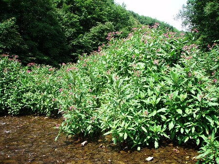 Netýkavka žláznatá, druh snadno rozpoznatelný a viditelný už na velkou vzdálenost.