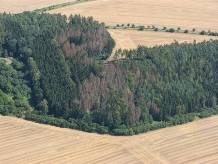ČIŽP potrestala společnost New Dobrawitz za to, že včas nezpracovala dřevo napadené kůrovcem, čímž došlo k rozšíření škůdce na okolní lesy. Na snímku jsou při pohledu shora dobře vidět kůrovcem zasažené porosty.