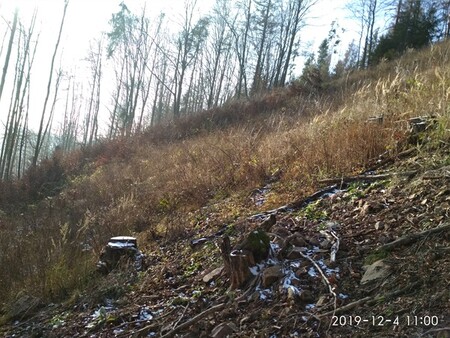 Firma Supreme Store sídlící v Praze dostala od ČIŽP další pokutu 388.000 korun, protože nezalesnila přibližně dva hektary holin na Žďársku.