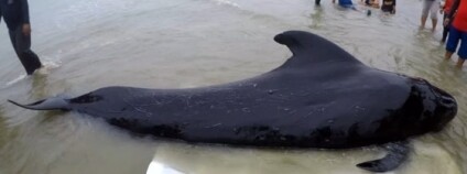 foto: PressTV / youtube.com