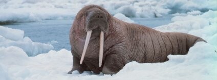 Mrož lední Captain. Foto: Budd Christman/NOAA