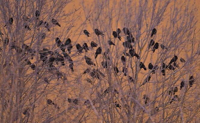 Ornitologové se obávají kolize ptáků s nosnými lany i skleněnými plochami nebo rušení všech živočichů. Podle nich je poslední velké zimní nocoviště havranů polních a kavek obecných na jižní Moravě přímo v trase plánované lanovky.