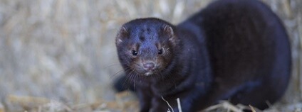 Norek americký Foto: Marcin Hernik Flickr.com