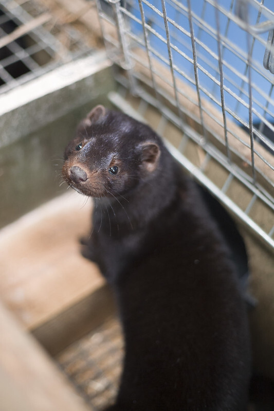 Nejvíce norků chová Dánsko, které tento měsíc přistoupilo k vybití všech zhruba 17 milionů těchto zvířat v zemi. Zpětně se však ukázalo, že vládní nařízení nemělo oporu v dánských zákonech.