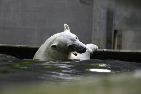 Téměř tříletá lední medvědice Noria se bude z brněnské zoo do Rostocku v Německu stěhovat na konci prázdnin.
