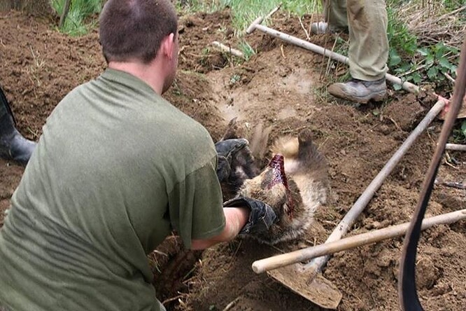 Myslivci norování považují za důležitou součást odkazu tradic a také často nenahraditelný způsob, jak regulovat početnost stavu lišek.