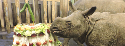 První narozeniny plzeňské nosorožkyně Marušky Foto: Zoo Plzeň