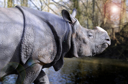 Ještě v padesátých letech minulého století se v čitwanském národním parku nacházela jádrová a relativně početná populace, čítající přes 800 jedinců. O pětasedmdesát let později bychom jich tu napočítali mezi 80 až 100 kusy.