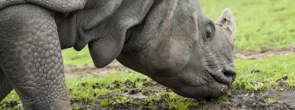 Nosorožec indický Foto: Rubyfro Shutterstock