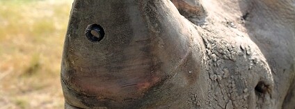 Foto: Humane Society International UK