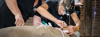 Odběr vajíček nosorožce tuponosého jižního Foto: Helena Hubáčková Safari Park Dvůr Králové