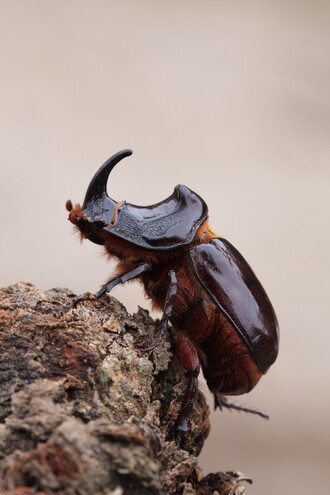 Nosorožík kapucínek patří svým vzhledem k velmi zajímavým a nevšedním broukům. Nejčastěji ho najdeme v tlejících pilinách nebo v kompostu.
